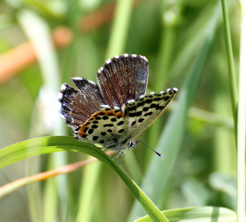 Scolitandides orion